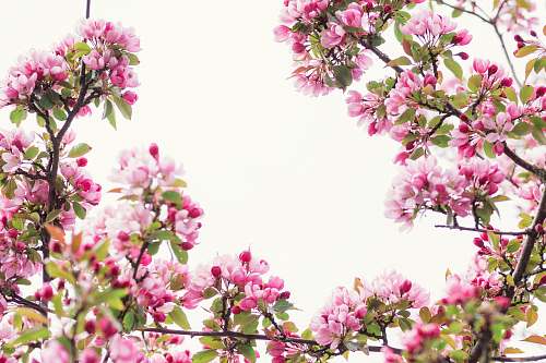 blossom pink petaled flowers spring