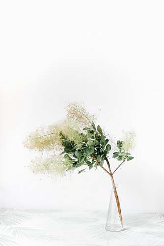 flower plant on vase interior