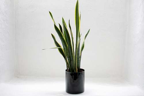 blossom potted gold snake plant flower