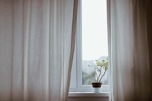 curtain potted plant on window with curtain potted plant