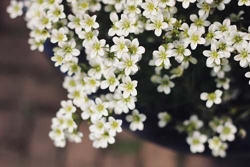 flower potted white petaled flower blossom