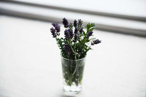 lavender purple-leafed tree flower