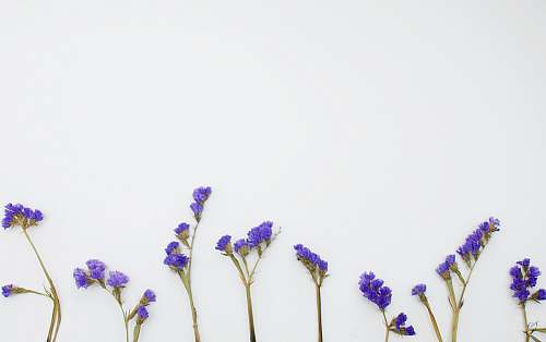 blossom purple petaled flower plants iris