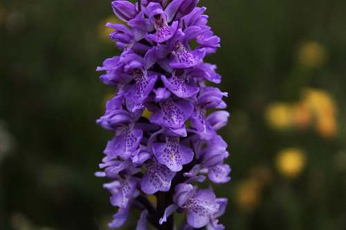 blossom purple petaled flowers southampton