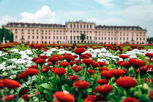 blossom red and white flowered field in front of palace flower