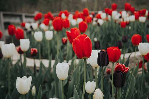 flower red and white flowers blossom