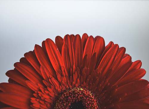 flower red-petaled flower blossom