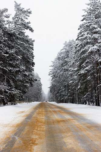 abies road covered in snow tree