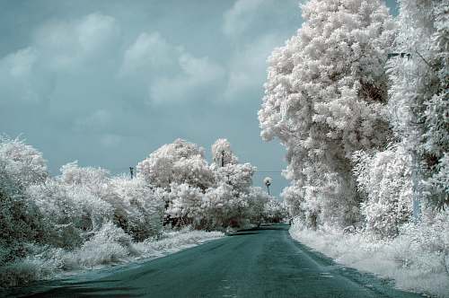 tree road in snowy forest under cloudy day sky nature