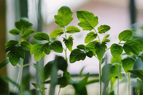 seedlings selected focus photo of green leaf plants leaf