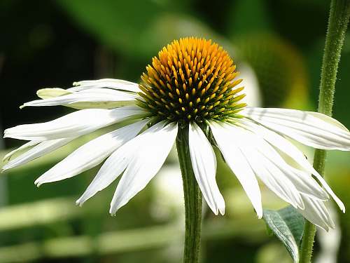 blossom selective focus photo of gerbera flower daisies