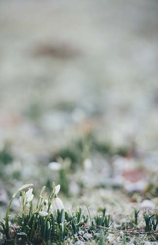 flower selective focus photo of white flowerbud grass