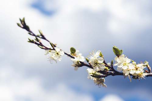 blossom selective focus photography of blooming white flowers flower