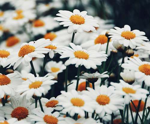 Flowers Daisy Field Images Pictures And Free Stock Photos