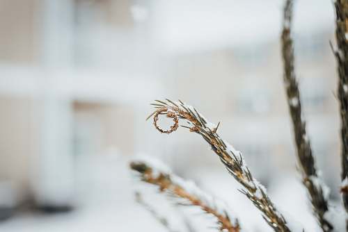 grey selective focus photography of green pine leaf tree