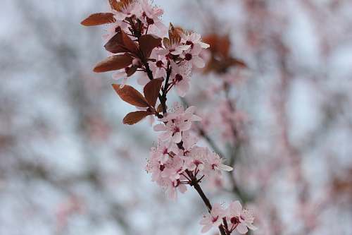 blossom selective focus photography of pink-petaled flowers flower