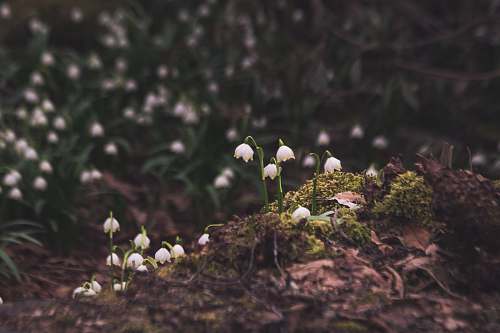 flora selective focus photography of snowdrop flowers algae