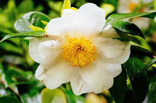blossom selective focus photography of white and yellow petaled flower pollen
