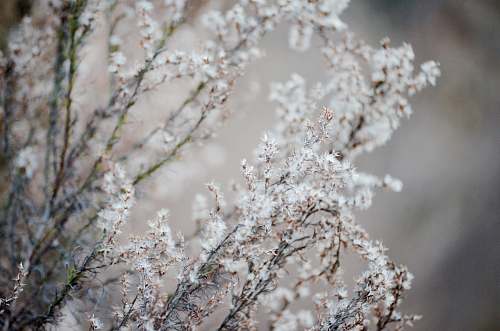 grey selective focus photography of white cluster flowers blossom