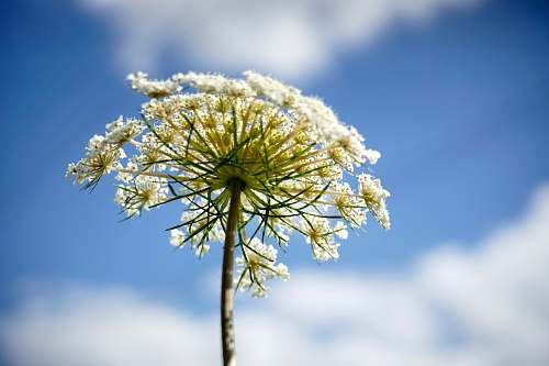 blossom selective focus photography of white petaled flowers flower