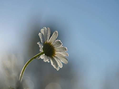 flower shallow focus of daisy during daytime daisy