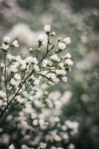 tangerang shallow focus photo of white flowers kota tangerang