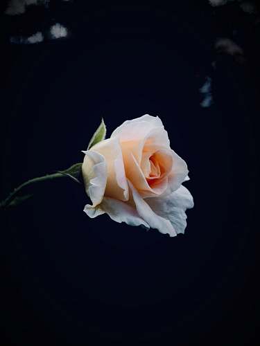 flower shallow focus photo of white rose rose