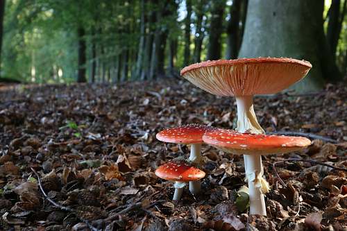 fungus shallow focus photography of red mushrooms mushroom