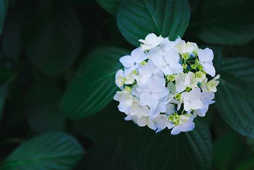 flower shallow focus photography of white flowers flora