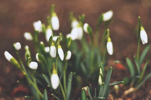 hungary shallow focus photography of white flowers flower