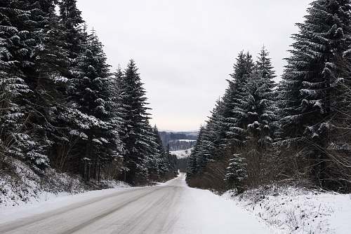tree snow covered straight road abies