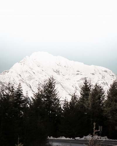 tree snowy peak mountain abies