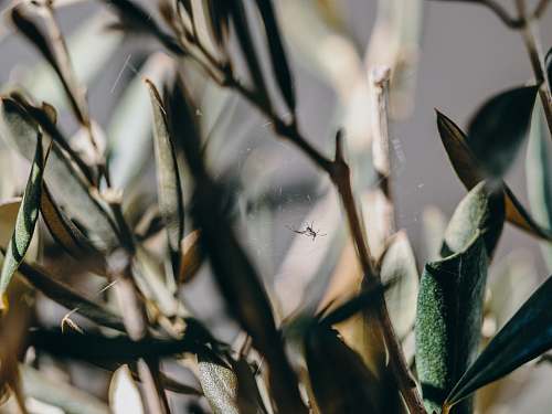 leaf spider and web on plant grass