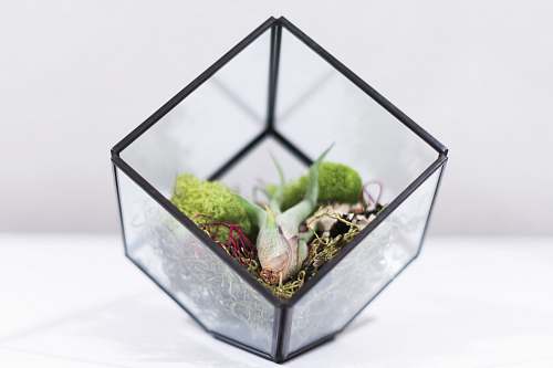 glass square clear glass terrarium on white surface container