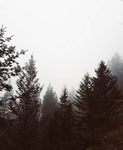 abies trees with fog fir