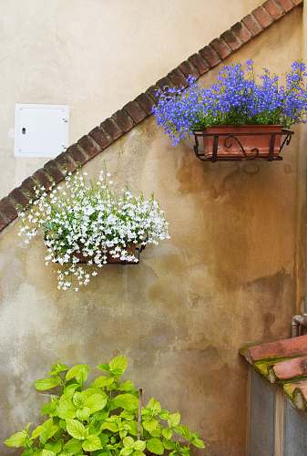 flower two blue and white petaled flower hanged on wall flora