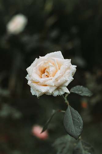 flower water droplets on pink rose rose