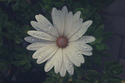 flower water droplets on white-petaled flower blossom