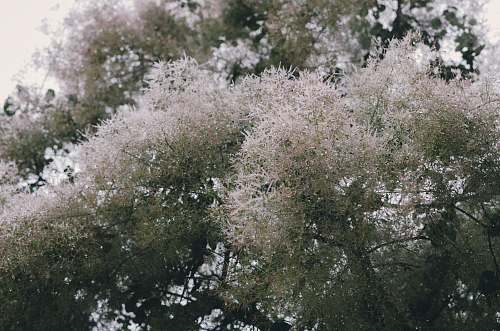 blossom white and green tree tree