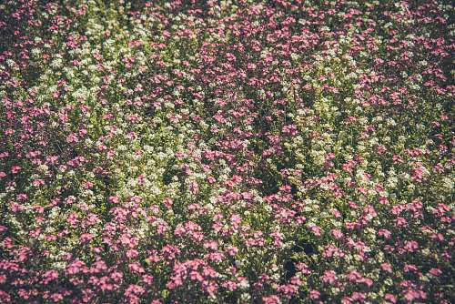 flower white and pink flower lot during daytime flowers