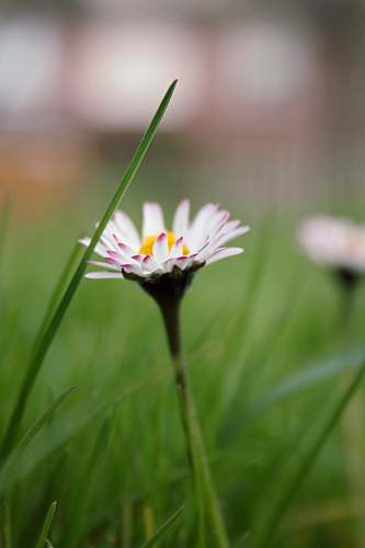 flower white-and-purple petaled flower blossom