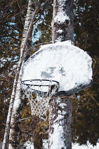 hoop white basketball board tree