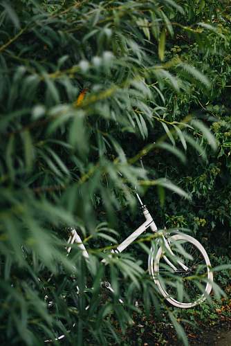 tree white bicycle beside green leaf plants at daytime cambridge