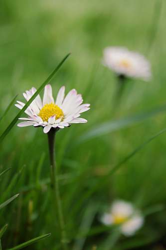 flower white daisy flower blossom