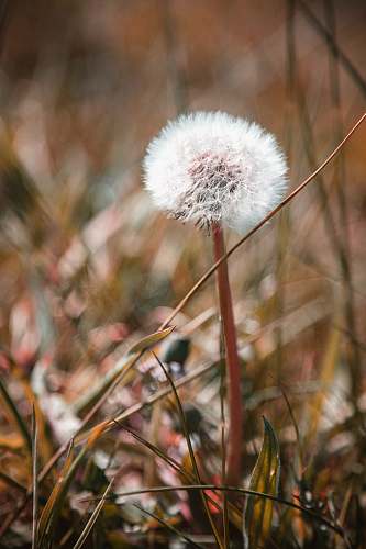 dandelion white dandelion blossom