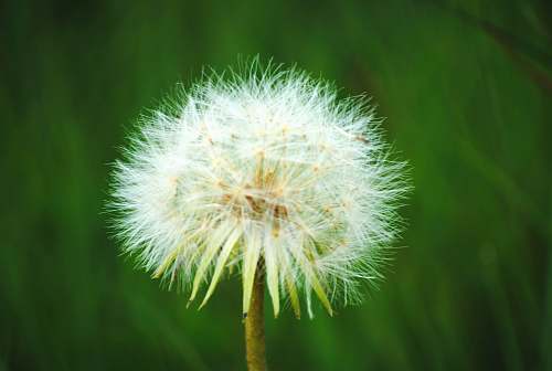 blossom white dandelion flower dandelion