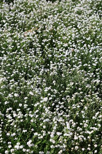 blossom white flower field flower