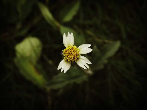 pollen white flower flower