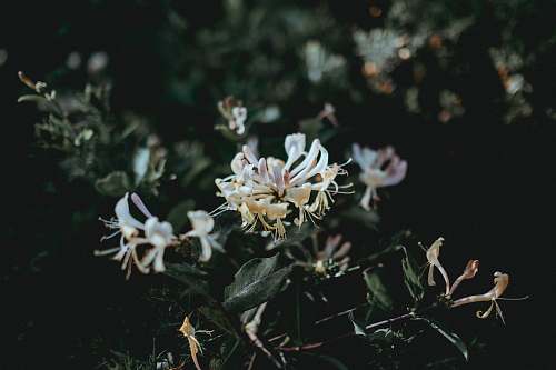 flower white flower surrounded by leaves blossom