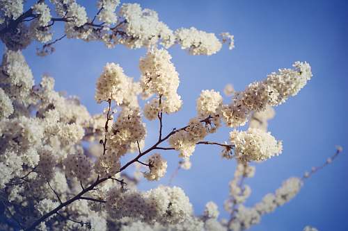 blossom white flowering trees during daytime flower